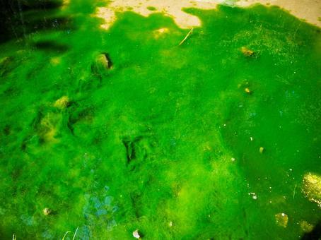 緑色の藻で覆われた水面のテクスチャ 緑色の藻で覆われた水面のテクスチャ 藻,アオミドロ,水草の写真素材