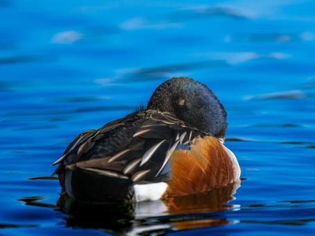 池を泳ぐハシビロガモ 池を泳ぐハシビロガモの写真