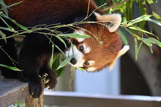 レッサーパンダ レッサーパンダの写真
