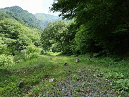 鋸岳登山道 荒れた林道 鋸岳登山道 荒れた林道の写真
