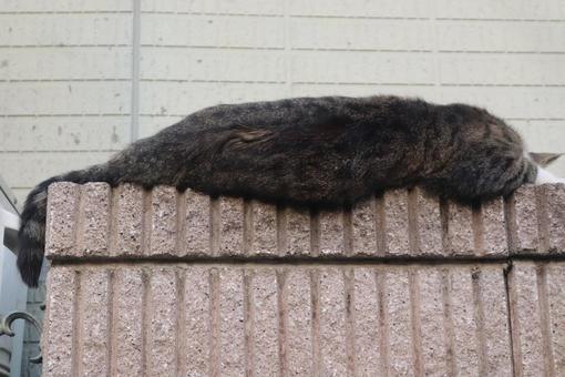 夢の世界に 猫,生き物,風景の写真素材