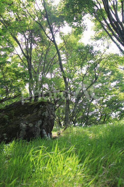 登山道脇の石地蔵と木彫り観音 山,森林,林の写真素材