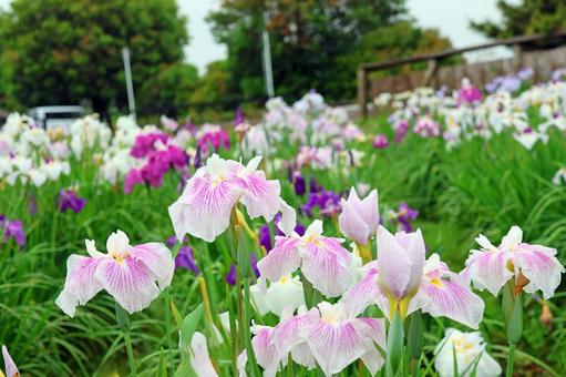 Iris Flower 25-9, JPG
