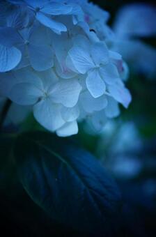 紫陽花 紫陽花の写真