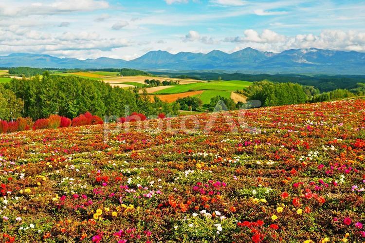 富良野の花畑と広大な自然 北海道,富良野,旅行の写真素材