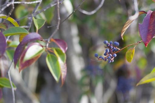 紫色の実をつけた植物1 紫色の実をつけた植物1の写真