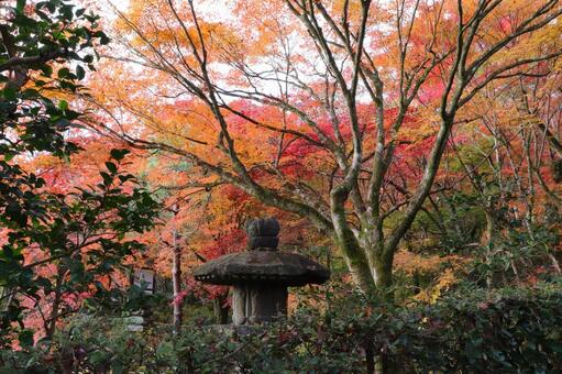 常寂光寺の紅葉 常寂光寺,紅葉,秋の写真素材
