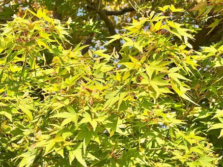 イロハモミジの実01 イロハモミジの実01の写真