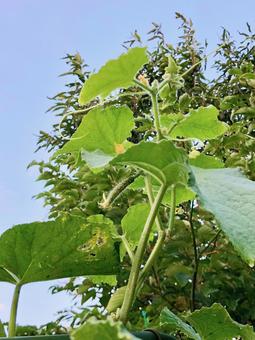 キュウリ　の写真