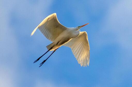 青空を舞うダイサギ ダイサギ,サギ,鳥の写真素材