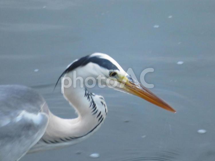 ７月上旬の野田池の水鳥 背景,水鳥,アオサギの写真素材