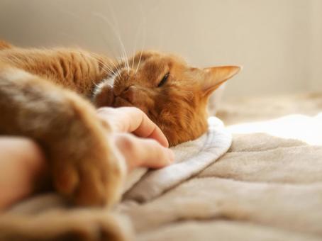 飼い主の手をつかむ猫 猫,ペット,動物の写真素材