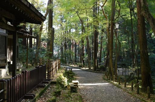 成田山公園 森林 成田山公園 森林 成田山,成田山新勝寺,成田山公園の写真素材