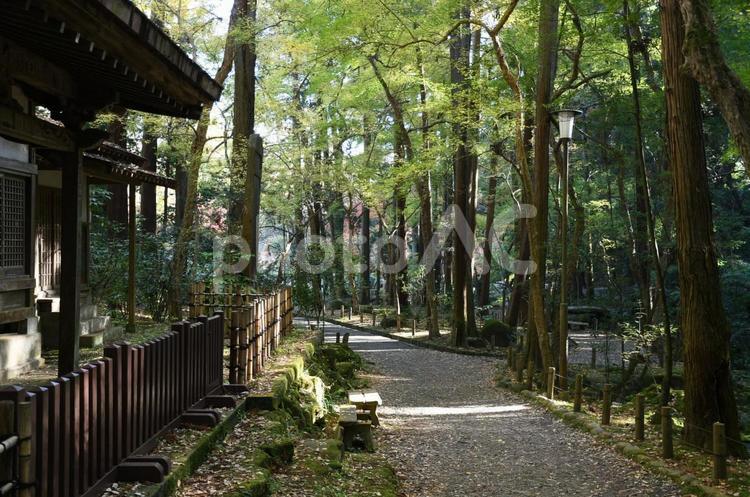 成田山公園　森林 成田山,成田山新勝寺,成田山公園の写真素材