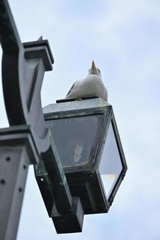 レトロな街灯の上でくつろぐ海鳥 レトロな街灯の上でくつろぐ海鳥の写真