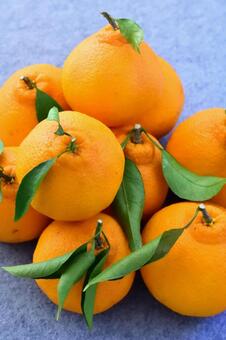 デコポンの果実 デコポン,果実,果樹の写真素材