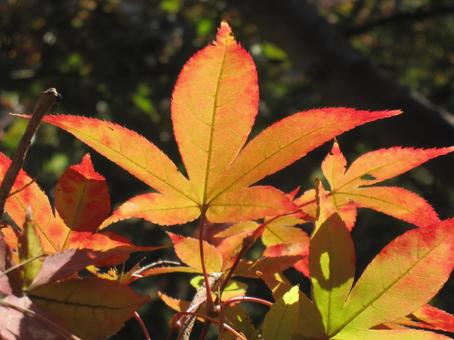 イロハモミジの紅葉 イロハモミジの紅葉の写真