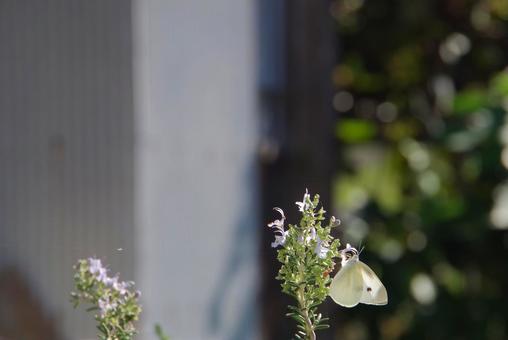 白い蝶々の写真