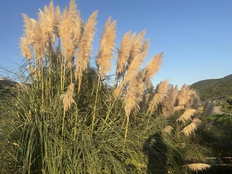 パンパスグラス パンパスグラス,野生,夕方の写真素材