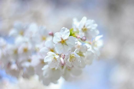 桜と空 桜と空の写真