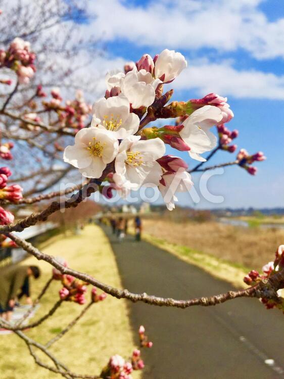 多摩川沿いの土手に咲いた桜（さくら12） 桜,さくら,花の写真素材