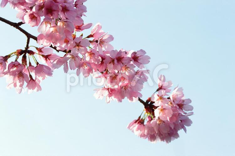 晴天の朝、透明感のある桜色の、さくら花 かわいい,さくら,アップの写真素材