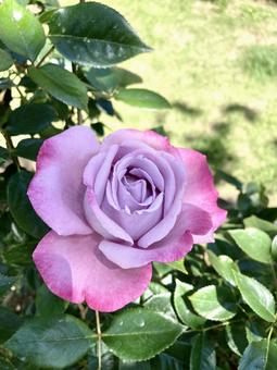 紫色の薔薇 紫色の薔薇の写真