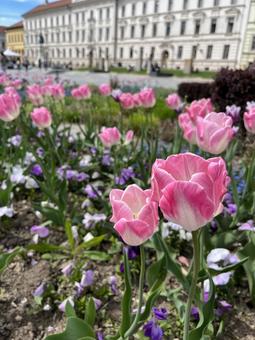ヨーロッパの街と花 ヨーロッパ,ハンガリー,花の写真素材