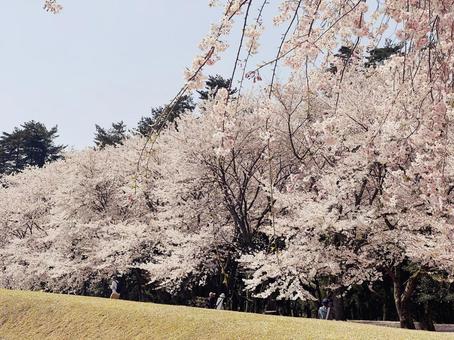 公園の桜の木 公園の桜の木の写真
