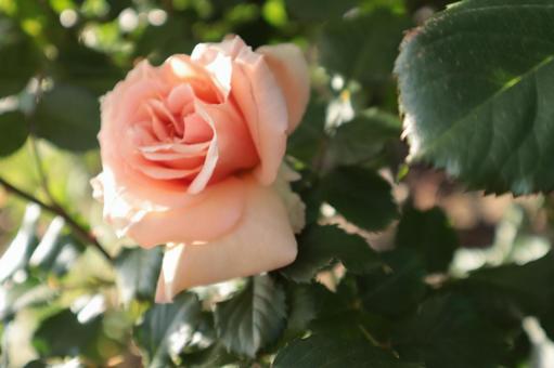 バラ園にて淡い色の薔薇を撮影しました バラ園にて淡い色の薔薇を撮影しました 花,薔薇,自然の写真素材