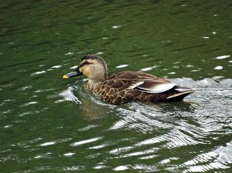 スイスイ泳ぐ カルガモ スイスイ泳ぐ カルガモ カルガモ,カモ,鴨の写真素材