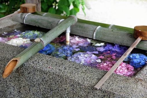 手水に浮かぶアジサイ 手水に浮かぶアジサイ 極楽寺,花手水,紫陽花の写真素材