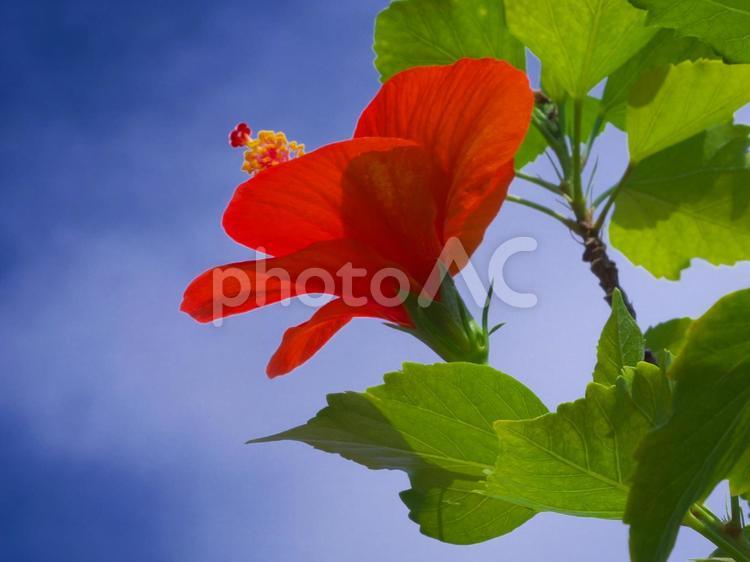 青空とハイビスカス左向き（横位置） ハイビスカス,花,フラワーの写真素材