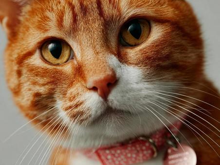 猫のアップ 猫のアップの写真