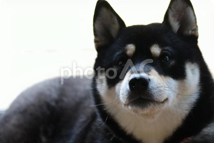 おやつを見つめる柴犬 おやつ,柴犬,黒柴の写真素材