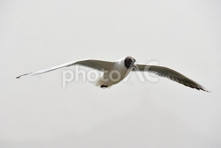 湖畔を羽ばたくカモメ 動物,鳥類,鳥の写真素材