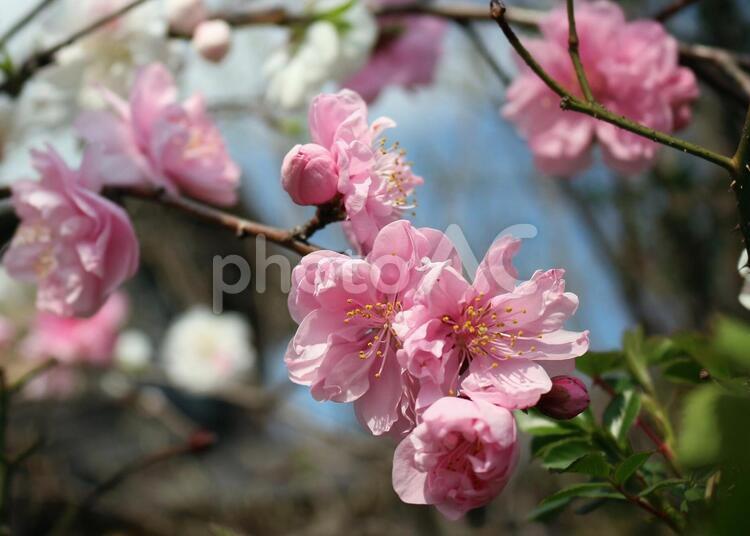 公園のピンク色の桜　さくら 桜,花,公園の桜の写真素材