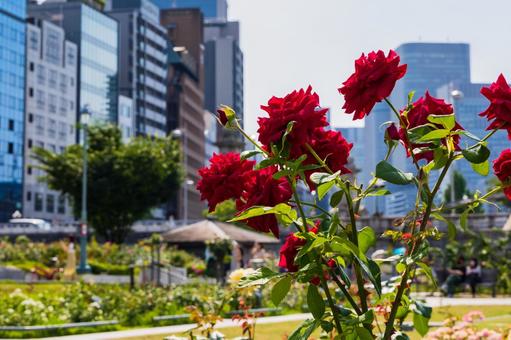 薔薇 薔薇,バラ,ばらの写真素材