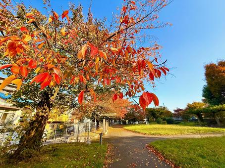 紅葉と公園とブルースカイ 青空,空,ブルースカイの写真素材
