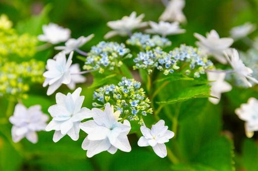 2025年6月の紫陽花3 アジサイ,雨,6月の写真素材