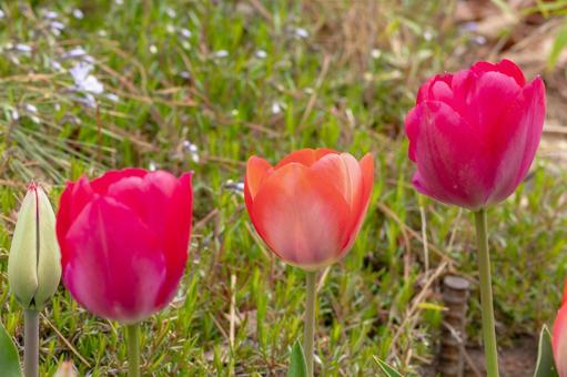 Tulip ⑺, JPG