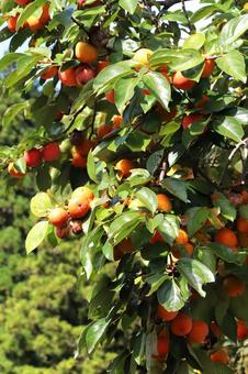 柿の樹 植物,果物,柿の写真素材