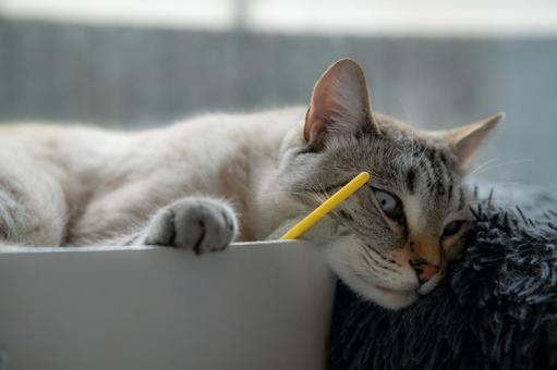 爪とぎボールで休む猫 爪とぎボールで休む猫の写真