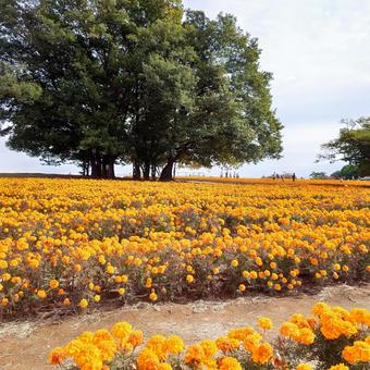 マリーゴールドの丘 マリーゴールドの丘,マリーゴールド,丘の写真素材