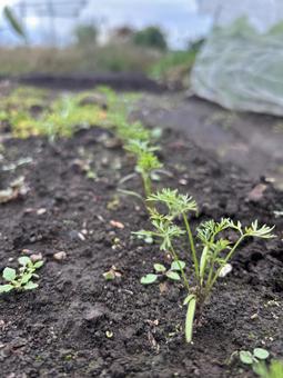 市民農園の秋の人参の栽培 人参,キャロット,秋の写真素材