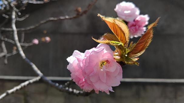 Photo, cherry blossoms, double cherry blossoms, spring, 