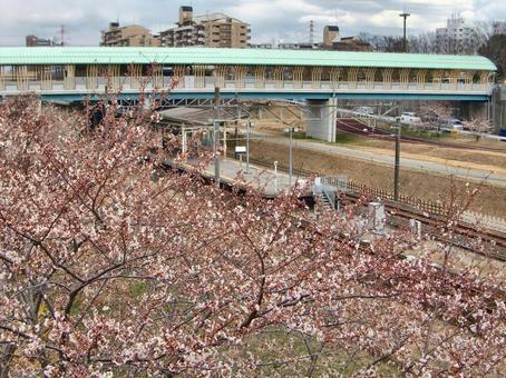 桜の季節-25 桜の季節-25 桜,木,幹の写真素材