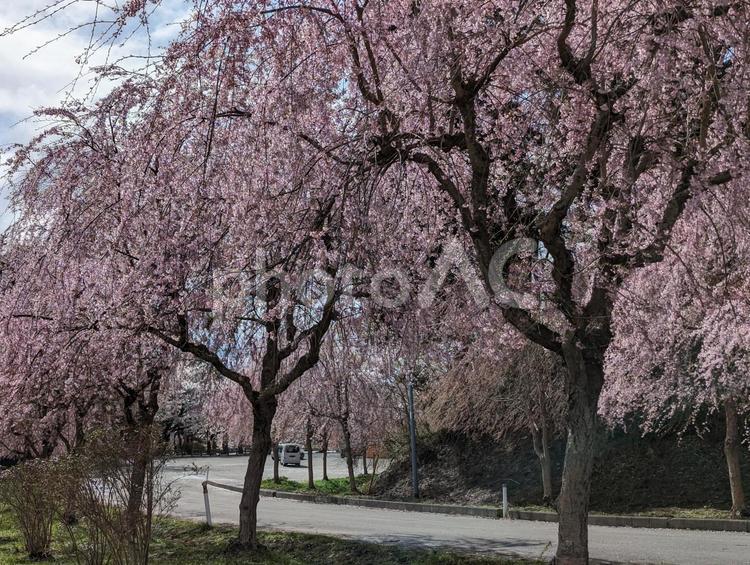 枝垂れ桜 桜,春景色,満開の写真素材