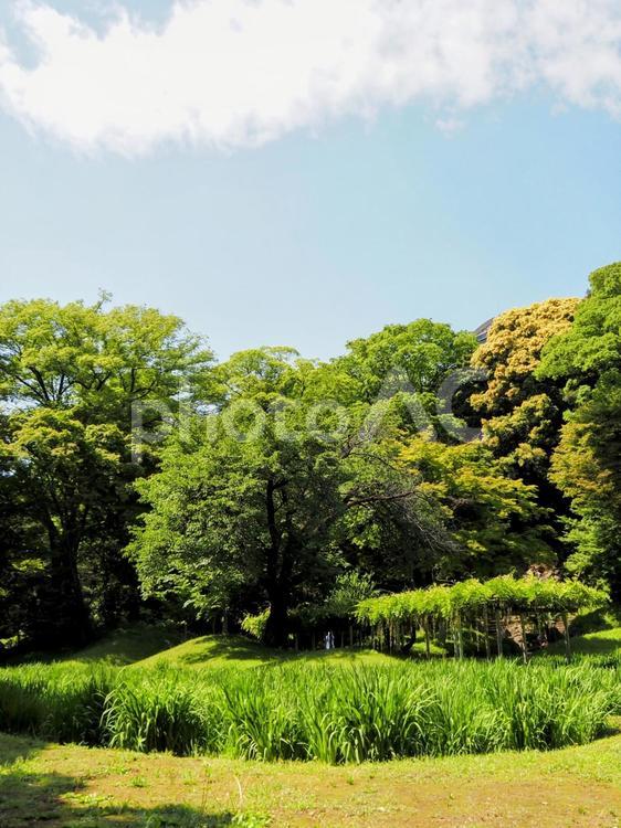 小石川後楽園・新緑の花菖蒲＆木々・文京区 夏,小石川後楽園,文京区の写真素材