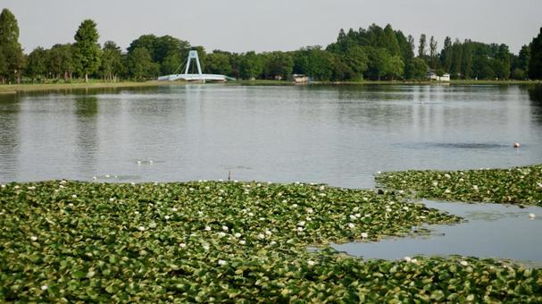 水元公園 水元公園の写真